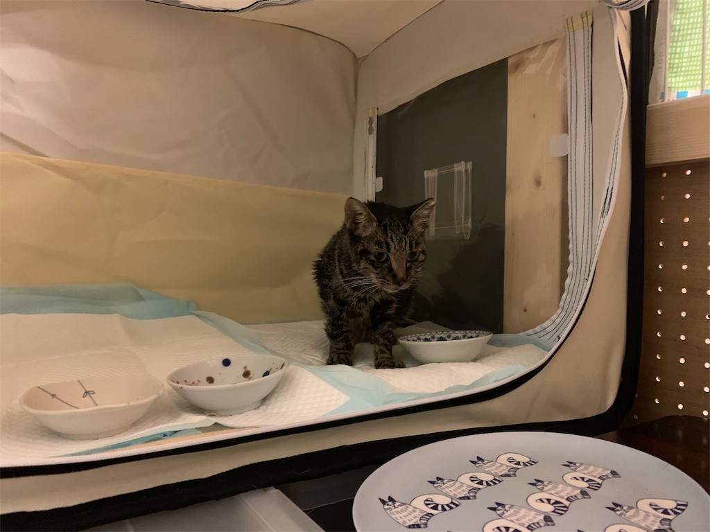 f:id:akiyochan15:20210516014619j:image