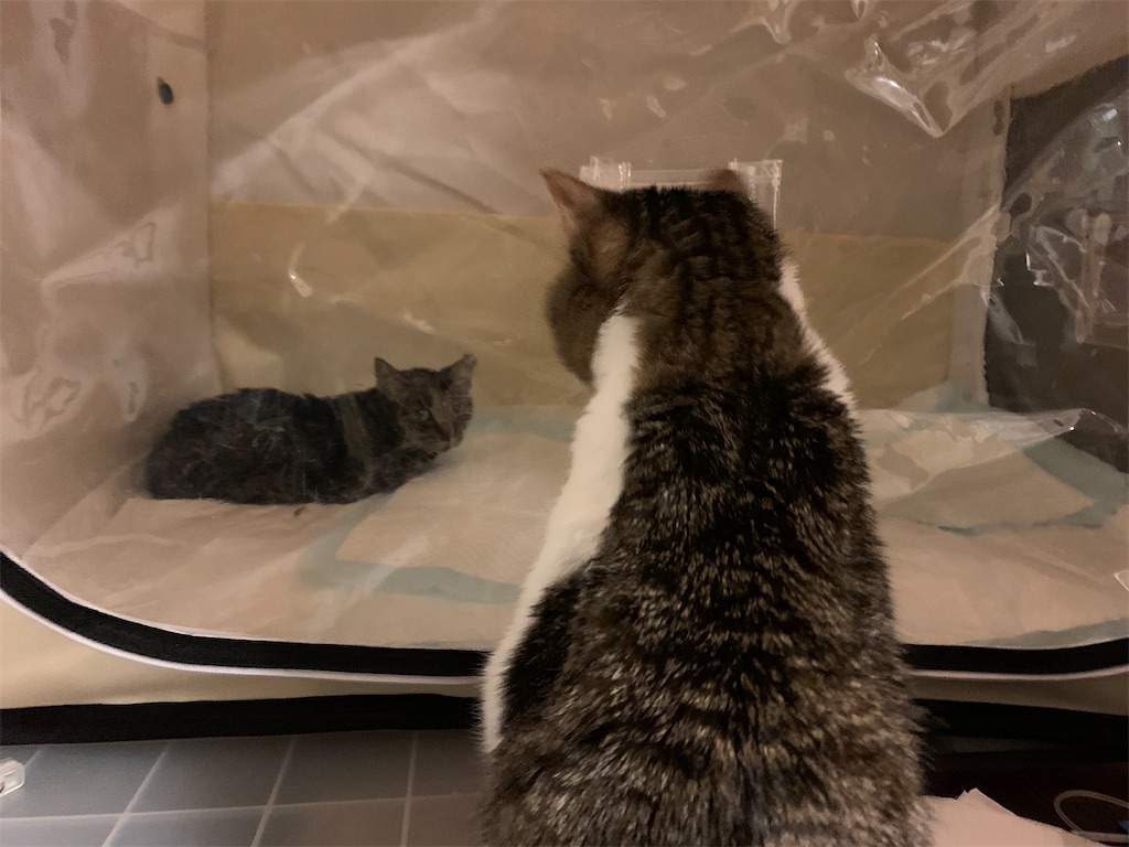 f:id:akiyochan15:20210516014702j:image