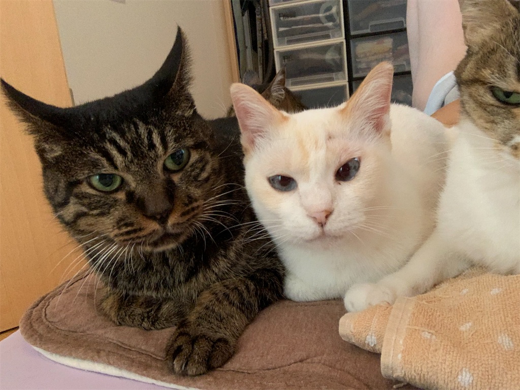 f:id:akiyochan15:20210517222457j:image