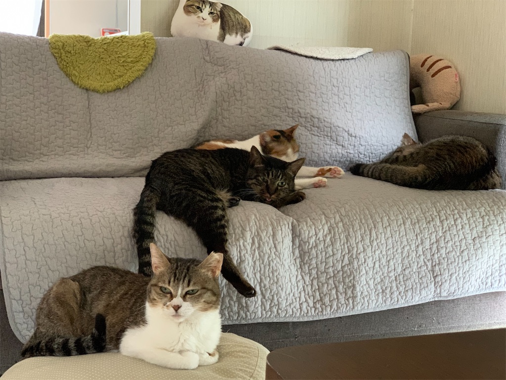 f:id:akiyochan15:20210517222509j:image