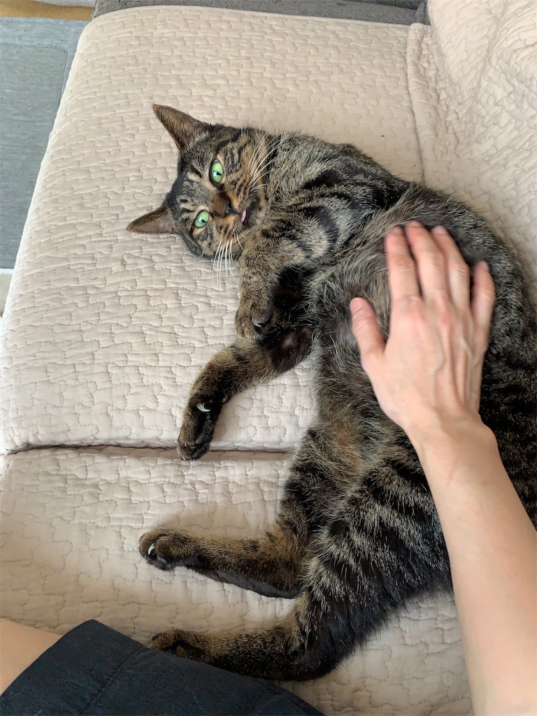 f:id:akiyochan15:20210517222514j:image