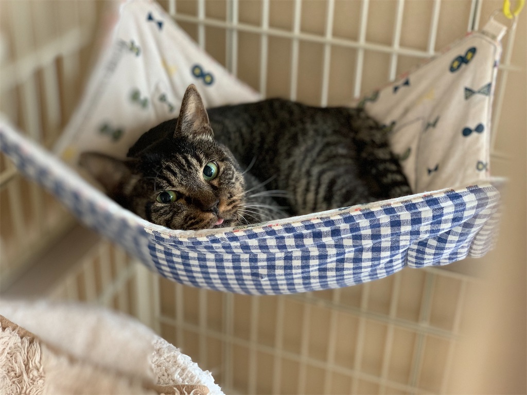 f:id:akiyochan15:20210517222521j:image