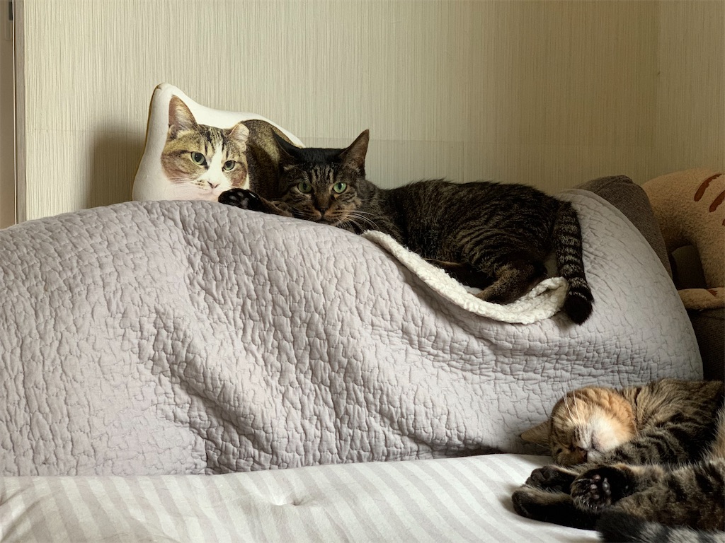 f:id:akiyochan15:20210517222532j:image