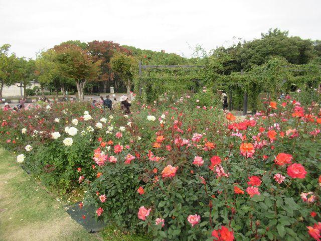f:id:akizo_da:20201105211103j:plain