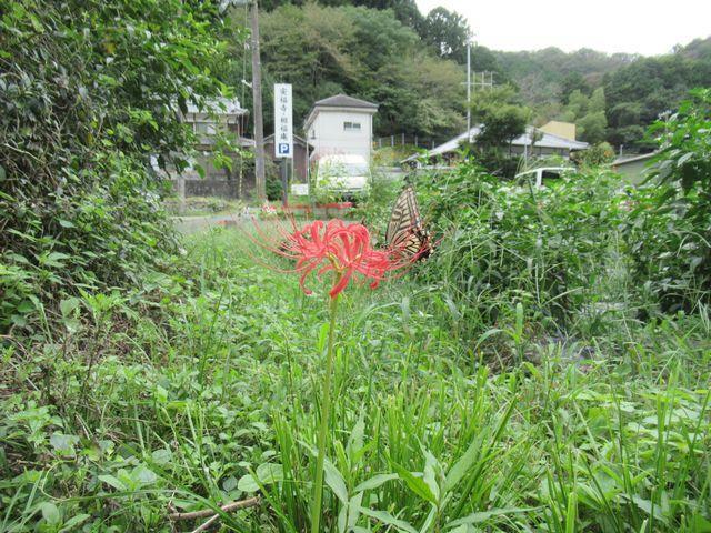 f:id:akizo_da:20210920112532j:plain