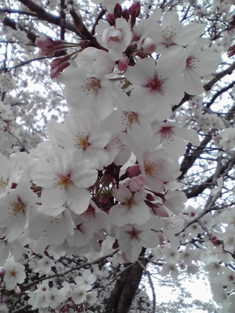 f:id:akizuki_b:20110403180420j:image