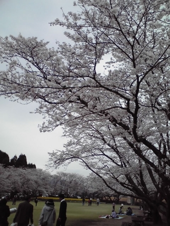 f:id:akizuki_b:20110403180423j:image
