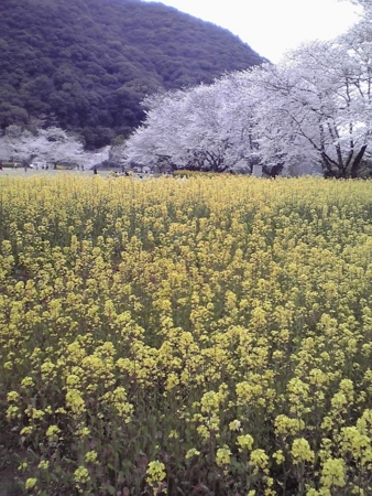 f:id:akizuki_b:20110403180424j:image