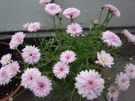 f:id:akk-o:20090516221422j:image f:id:akk-o:20090516221422j:image