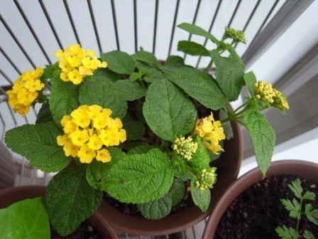 f:id:akk-o:20090516221512j:image f:id:akk-o:20090516221512j:image