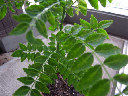 f:id:akk-o:20090710221623j:image f:id:akk-o:20090710221623j:image
