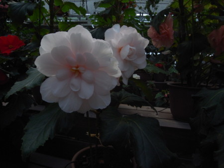f:id:akk-o:20090815213502j:image f:id:akk-o:20090815213502j:image