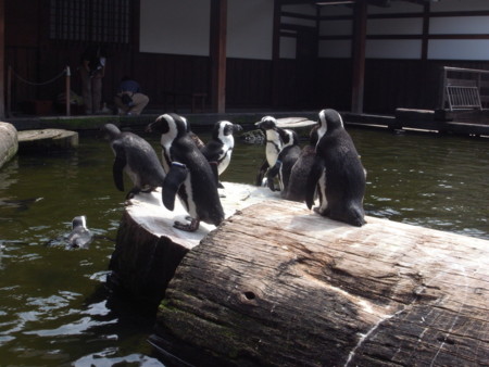 f:id:akk-o:20090815213902j:image f:id:akk-o:20090815213902j:image