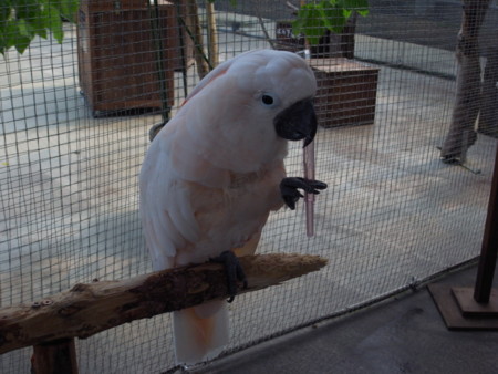 f:id:akk-o:20090815224122j:image