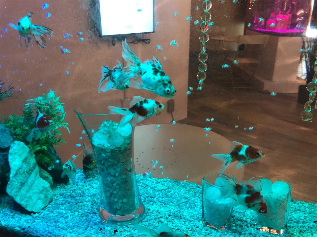 f:id:akkey1206:20230722200220j:image f:id:akkey1206:20230722200220j:image