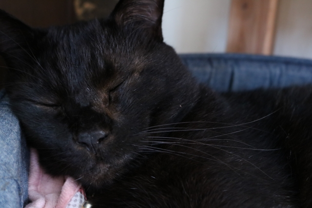 f:id:akkie255:20191116035448j:plain