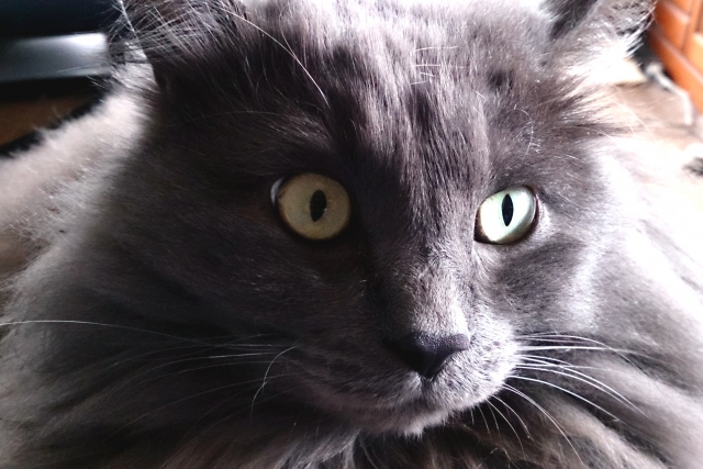 どアップの黒猫