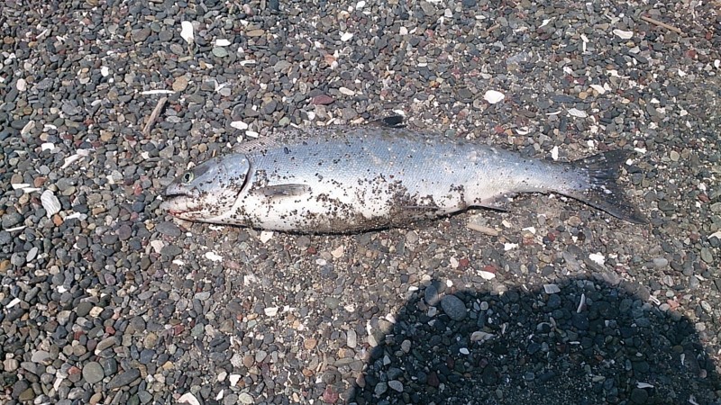 f:id:akkikan:20140520175135j:image f:id:akkikan:20140520175135j:image