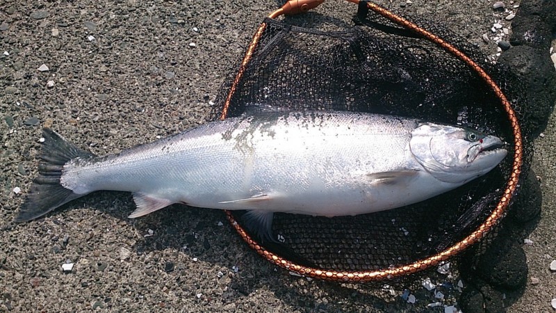 f:id:akkikan:20140529193853j:image f:id:akkikan:20140529193853j:image