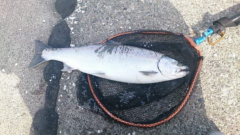 f:id:akkikan:20140529193854j:image f:id:akkikan:20140529193854j:image