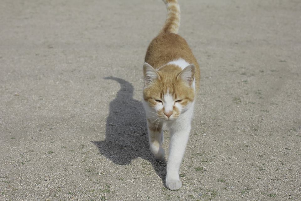 f:id:akkimemo:20180725125054j:plain