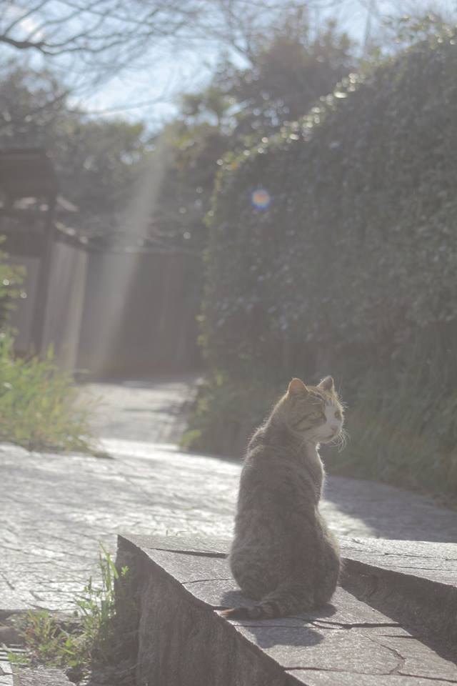 f:id:akkimemo:20180725125136j:plain