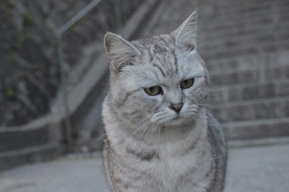 f:id:akkimemo:20180725125223j:plain