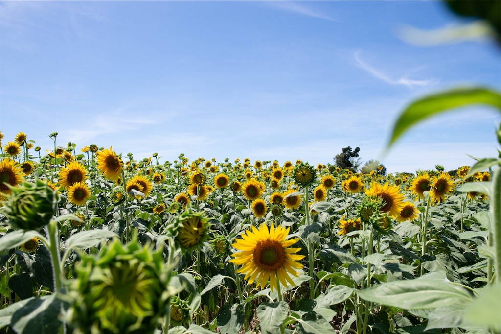 f:id:akkimemo:20181220171025j:image f:id:akkimemo:20181220171025j:image