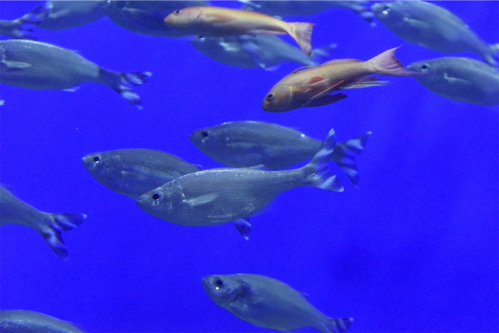 f:id:akkimemo:20181220171353j:image f:id:akkimemo:20181220171353j:image