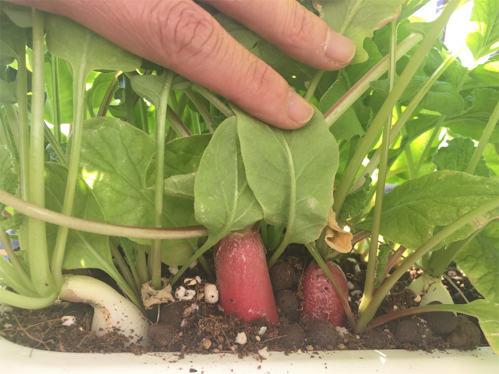 ２５株の３種ミニ大根収穫 Akkotohasutora S Blog