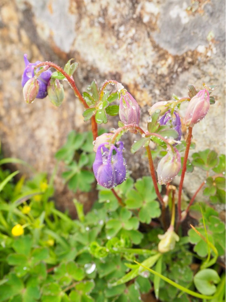 f:id:akkoya0217:20190629160711j:image