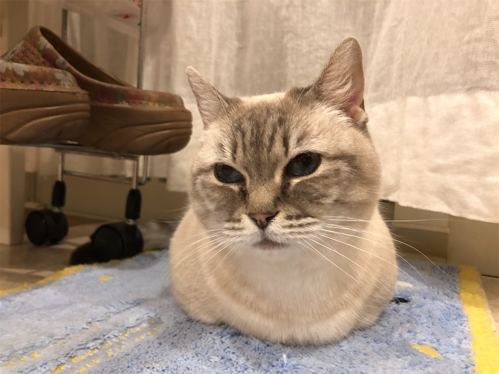 大阪・中崎町の「猫の時間」はコスパ最強の猫カフェ！ - akkyu0027s 国内旅行記
