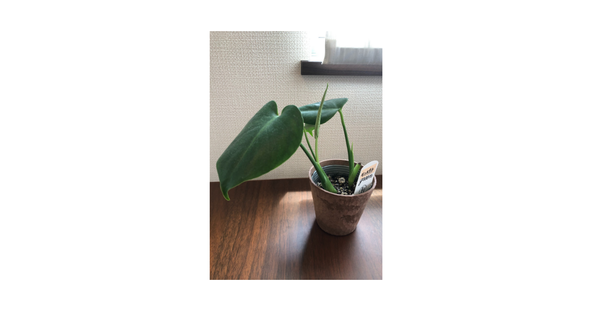f:id:akma0801fl_iroha:20210506105511p:plain