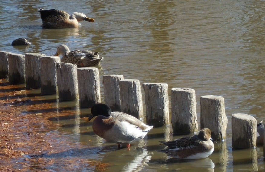 f:id:akmtyuhi2012:20201231210305j:plain