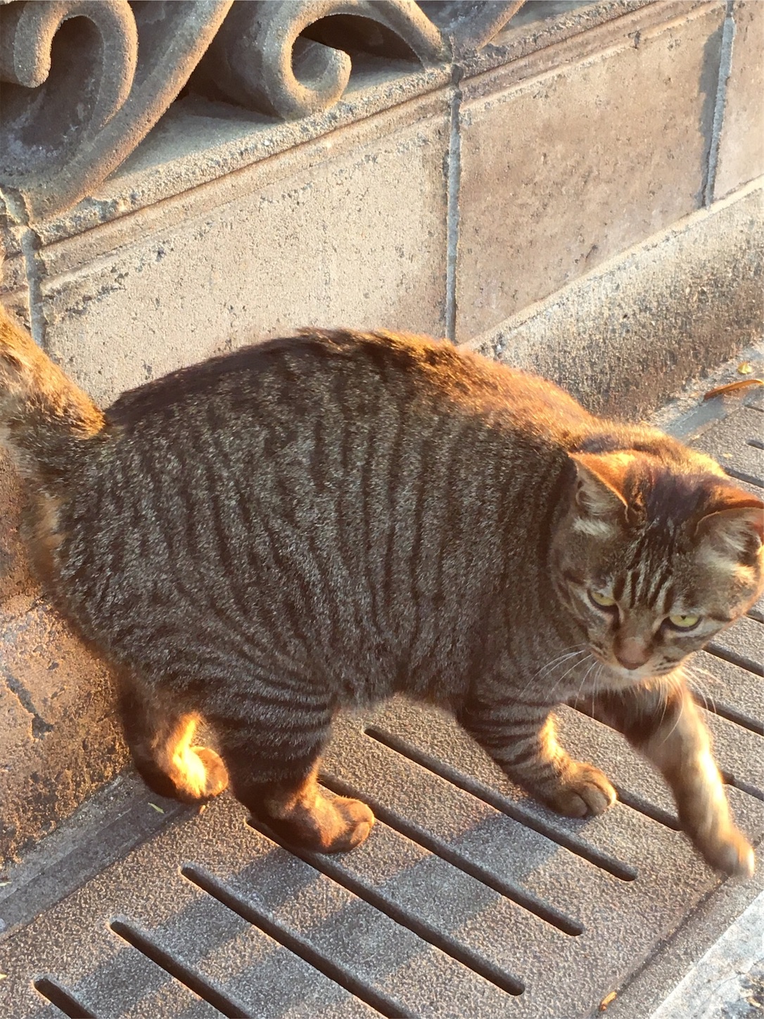 f:id:akmuzifal6489:20200430145657j:image