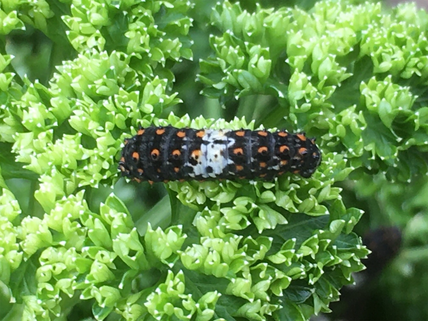 f:id:akmuzifal6489:20200714141636j:image