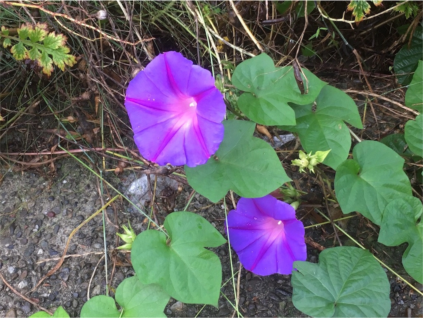 f:id:akmuzifal6489:20200730151124j:image f:id:akmuzifal6489:20200730151124j:image