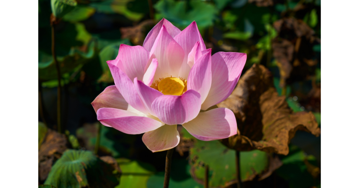 f:id:akmuzifal6489:20211007193624p:plain