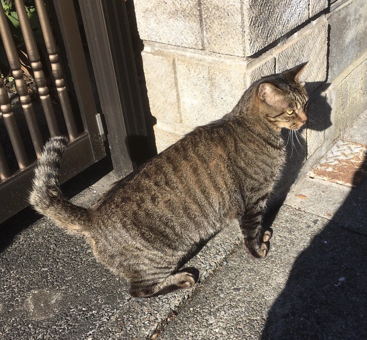 迷彩柄の友達猫（フランス軍リザードパターン）