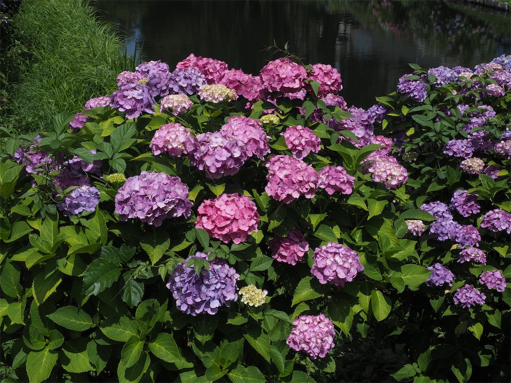 f:id:aknyonaka:20240723004336j:image