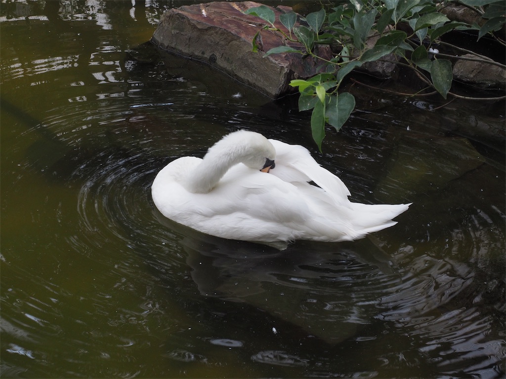 f:id:aknyonaka:20240915143740j:image