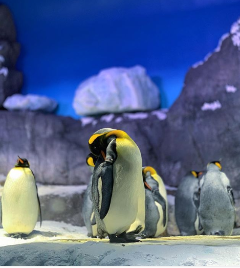 f:id:akochanm:20190811052209p:plain