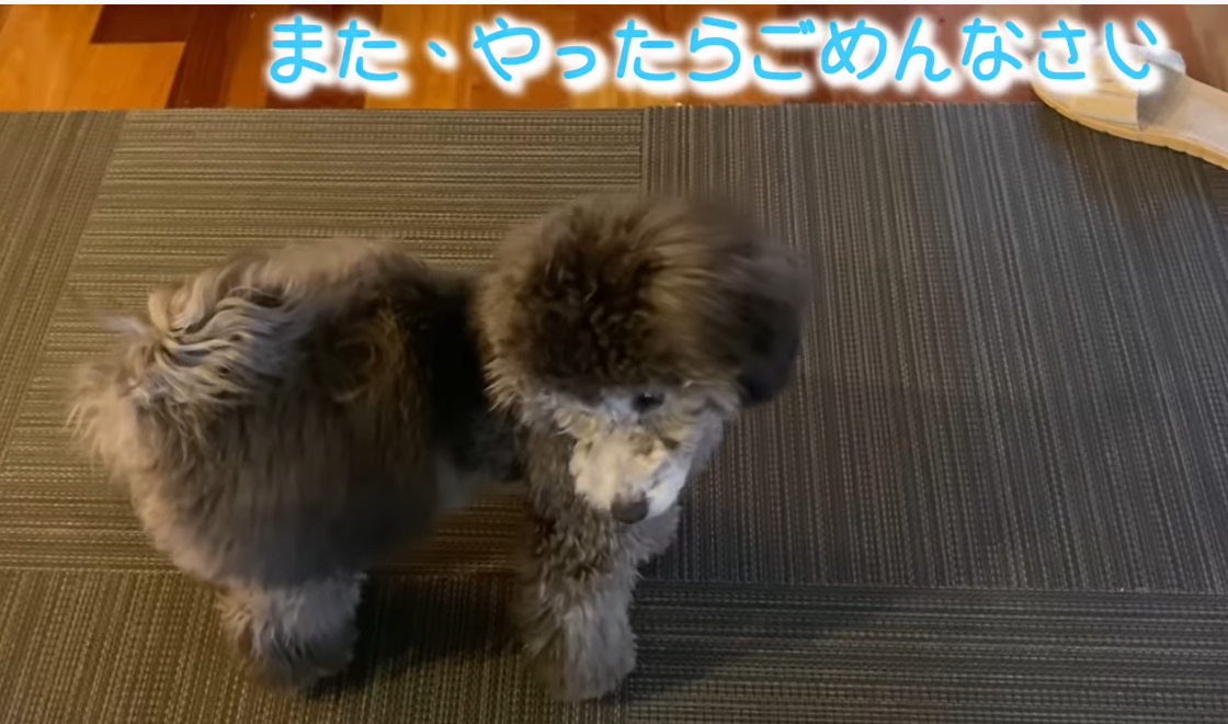 f:id:akochanm:20210119133451p:plain