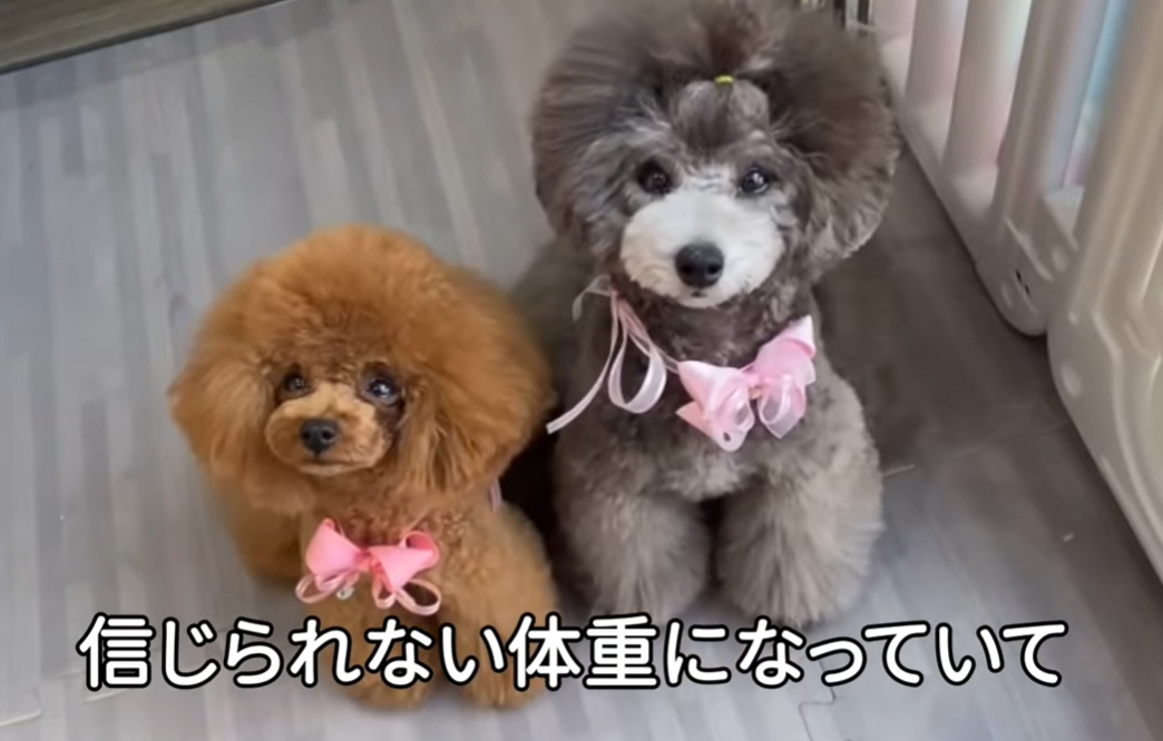 f:id:akochanm:20210529201320p:plain