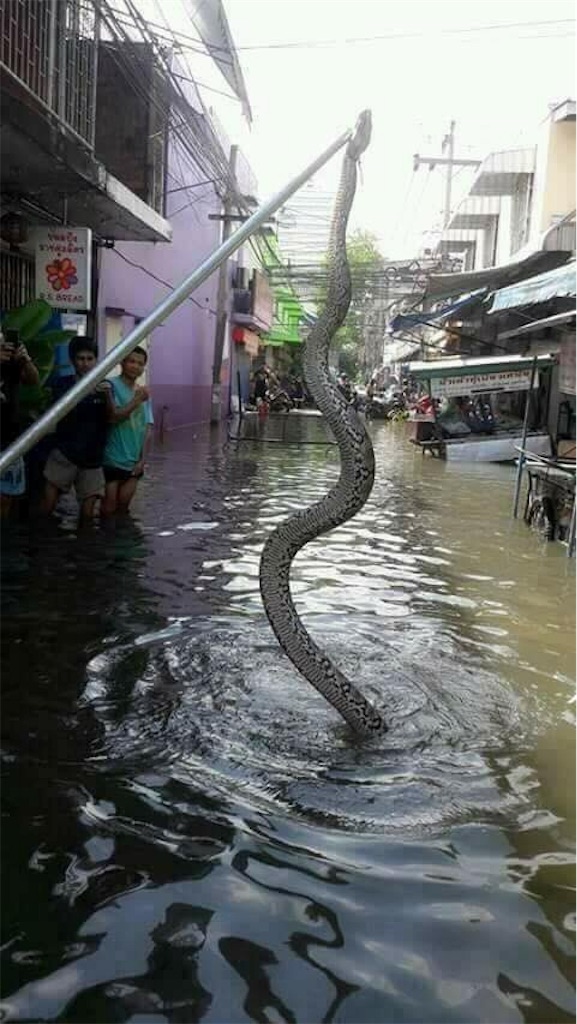 f:id:akoizuminobaka:20171110203634j:image f:id:akoizuminobaka:20171110203634j:image