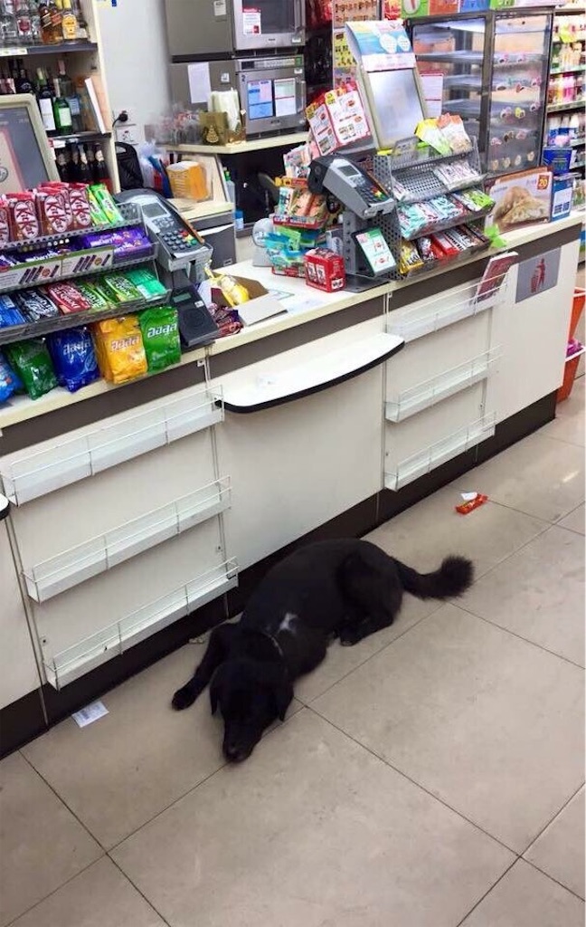 f:id:akoizuminobaka:20190212195423j:image