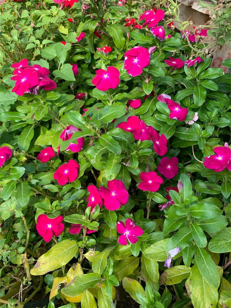 f:id:akoizuminobaka:20200222012137j:image f:id:akoizuminobaka:20200222012137j:image