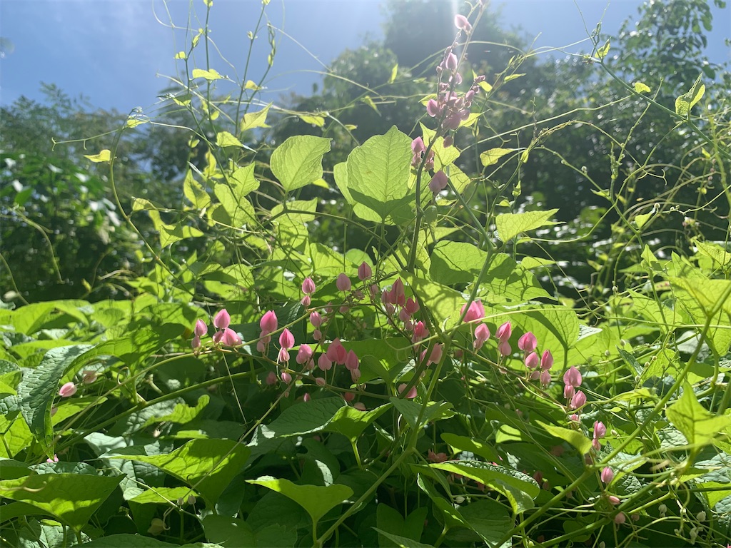 f:id:akoizuminobaka:20220601024434j:image