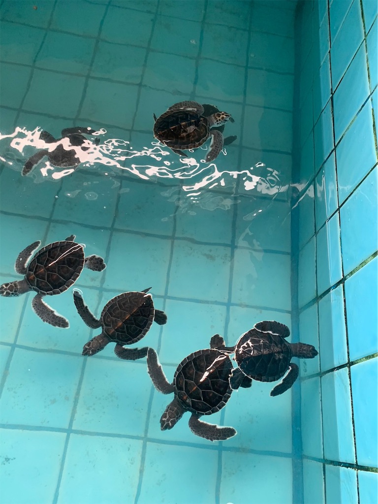 f:id:akoizuminobaka:20220628192355j:image