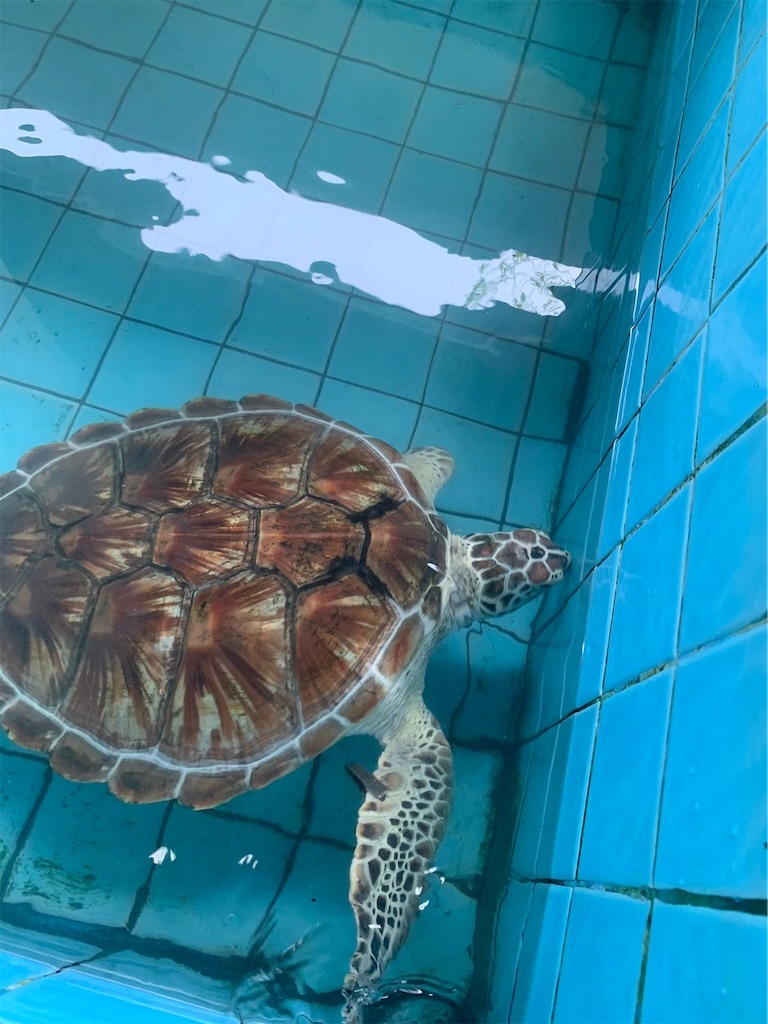 f:id:akoizuminobaka:20220628192359j:image